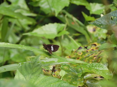 Notocrypta paralysos varians