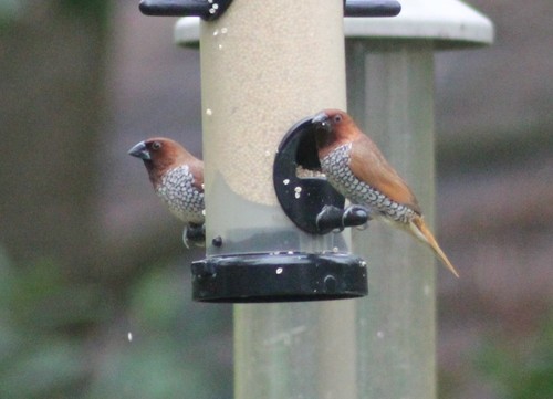 Scaly-breasted Munia (Lonchura punctulata), photo 5