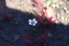 Drosera alba