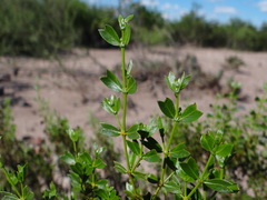 Larrea cuneifolia