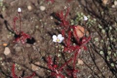 Drosera alba