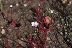Drosera alba