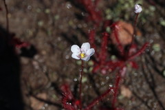 Drosera alba
