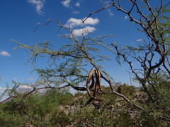Prosopis flexuosa
