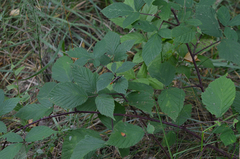 Protichneumon