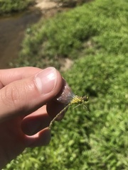 Stylogomphus albistylus