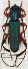 Litopus geniculatus