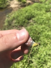 Stylogomphus albistylus