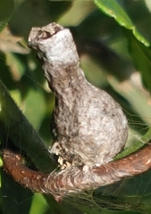 Mastophora hutchinsoni