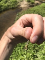 Stylogomphus albistylus