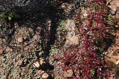 Drosera alba