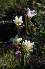 Gladiolus trichonemifolius