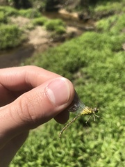 Stylogomphus albistylus