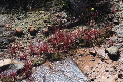 Drosera alba
