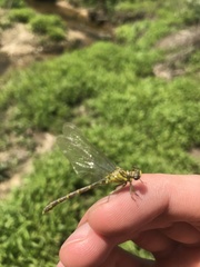 Stylogomphus albistylus