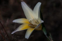 Gladiolus trichonemifolius