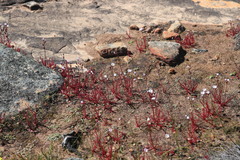 Drosera alba