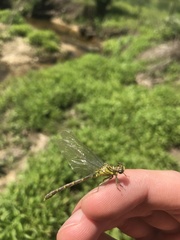 Stylogomphus albistylus