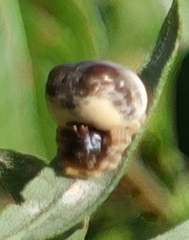Mastophora hutchinsoni
