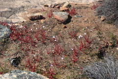 Drosera alba