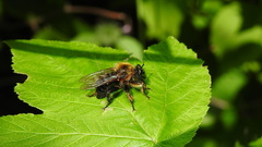 Laphria huron