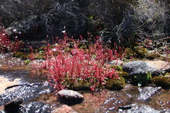 Drosera alba