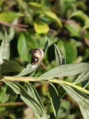 Mastophora hutchinsoni