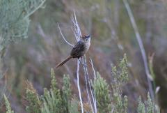 Sphenoeacus afer afer