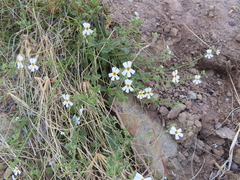 Jamesbrittenia filicaulis