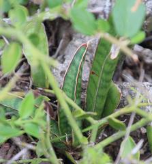 Sansevieria aethiopica