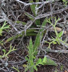 Sansevieria aethiopica
