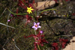 Drosera alba