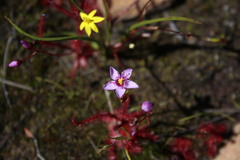Drosera alba