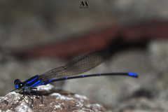 Argia oculata image