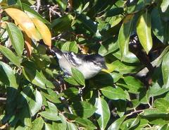 Dryoscopus cubla cubla