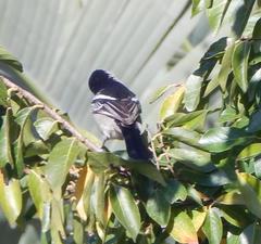 Dryoscopus cubla cubla