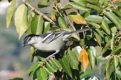 Dryoscopus cubla cubla