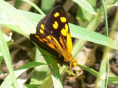 Metisella metis metis
