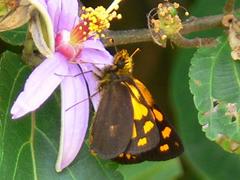Metisella metis metis