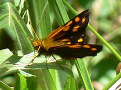 Metisella metis metis