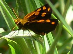 Metisella metis metis