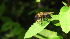 Laphria huron