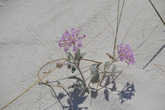 Abronia angustifolia