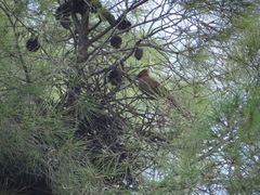 Pseudoseisura lophotes