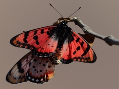 Acraea barberi