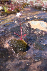 Drosera alba