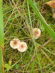Hygrophorus discoideus
