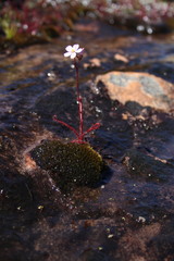 Drosera alba