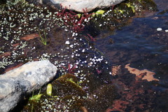 Utricularia brachyceras