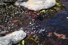 Utricularia brachyceras